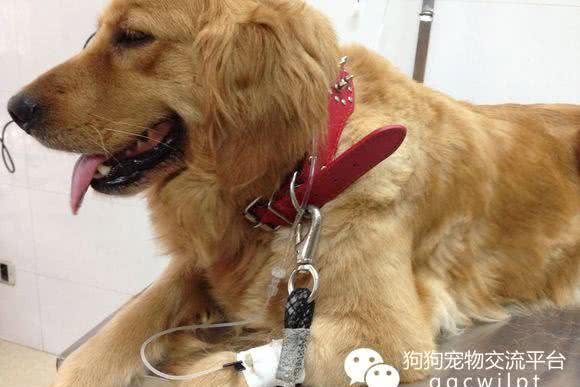 经验丨狗狗拉稀祸首肠胃炎与解决方法