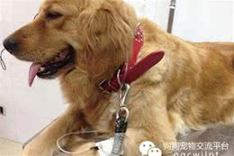 经验丨狗狗拉稀祸首肠胃炎与解决方法