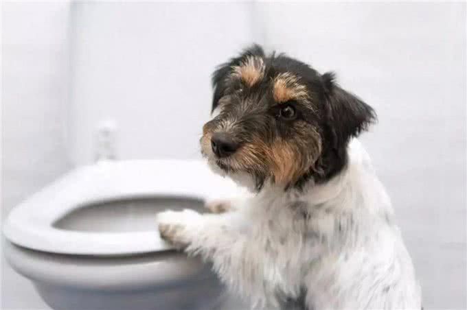 狗吃屎的时候究竟在想什么?其实很多动物都吃屎，还能给人治病?