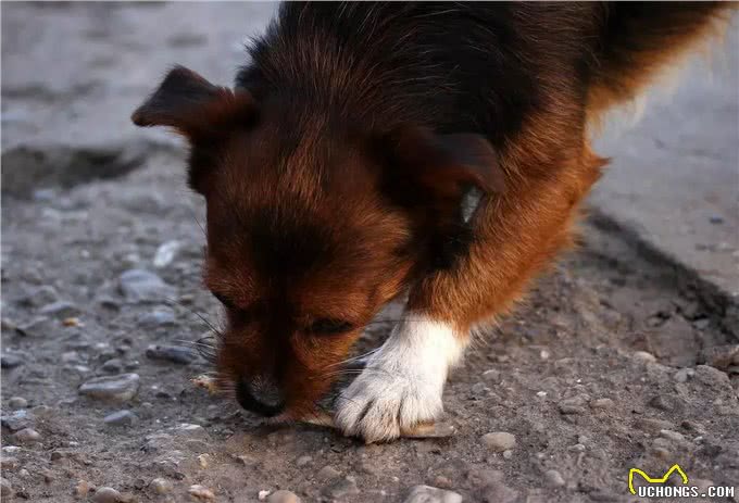 狗吃屎的时候究竟在想什么?其实很多动物都吃屎，还能给人治病?