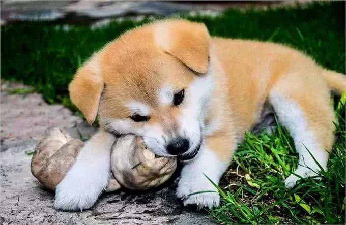 狗吃屎的时候究竟在想什么?其实很多动物都吃屎，还能给人治病?