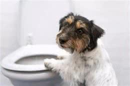 狗吃屎的时候究竟在想什么?其实很多动物都吃屎，还能给人治病?