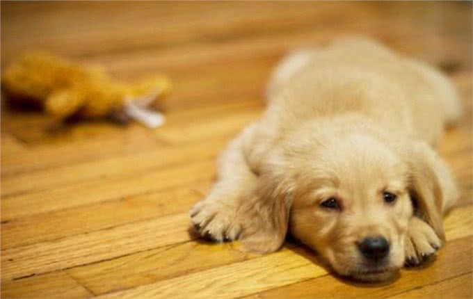 3个月大的狗狗呕吐