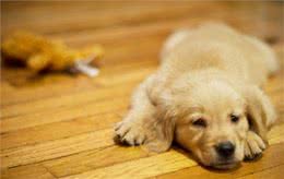 3个月大的狗狗呕吐