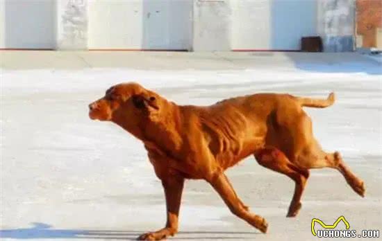 世界上十大跑得最快的狗排行榜,灵缇成径赛冠军!