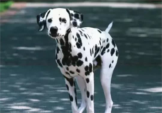 世界上十大跑得最快的狗排行榜,灵缇成径赛冠军!