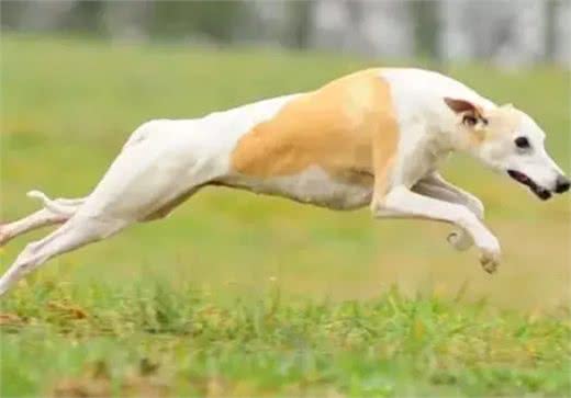 世界上十大跑得最快的狗排行榜,灵缇成径赛冠军!