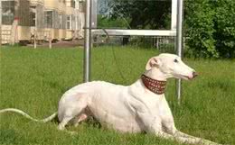 世界上十大跑得最快的狗排行榜，灵缇成径赛冠军!