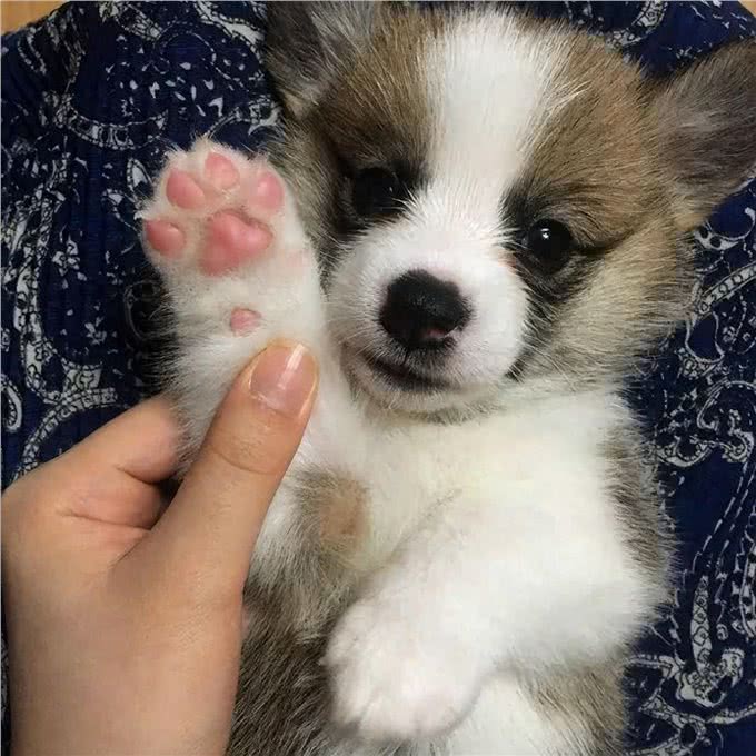 关于狗爪子的六个秘密，基本没有人知道