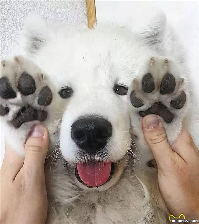 关于狗爪子的六个秘密，基本没有人知道