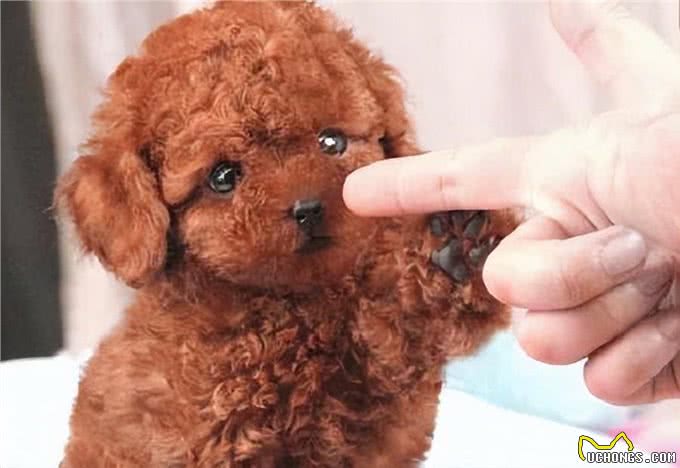 关于狗爪子的六个秘密，基本没有人知道