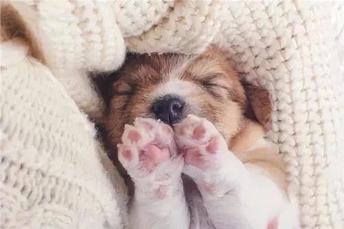 关于狗爪子的六个秘密，基本没有人知道