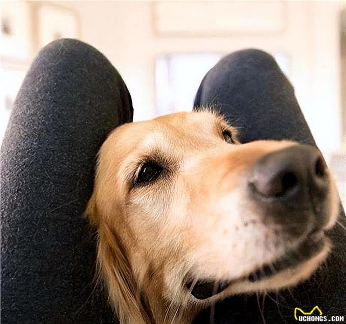 这样做,可以让自己成为吸狗体质