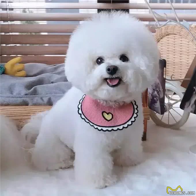 关于八种宠物狗的介绍,你认为最可爱的是哪种?