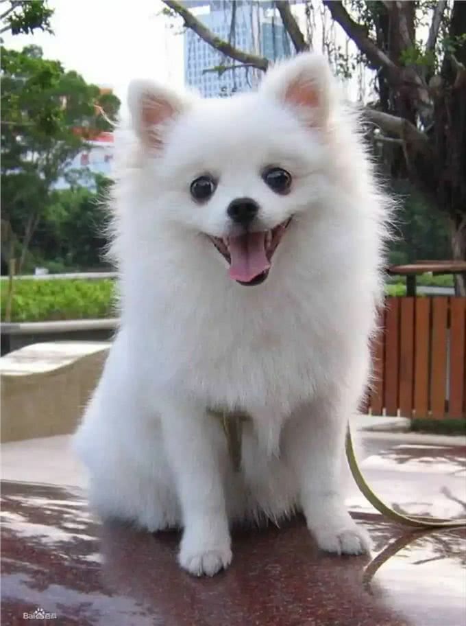 关于八种宠物狗的介绍,你认为最可爱的是哪种?