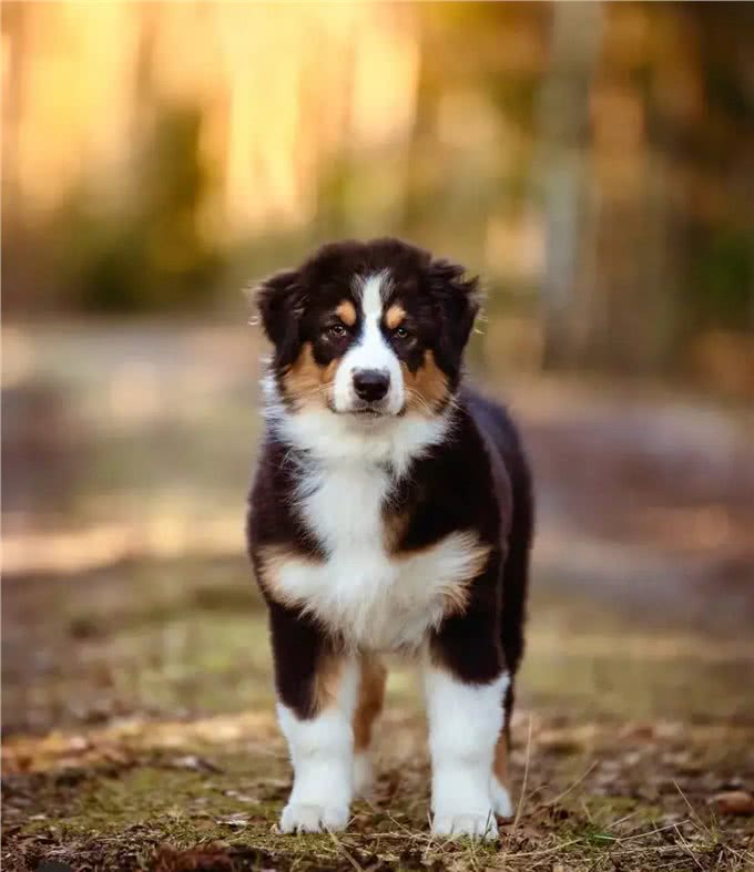 关于八种宠物狗的介绍,你认为最可爱的是哪种?