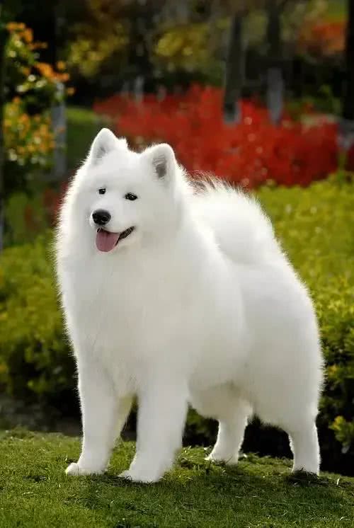 关于八种宠物狗的介绍,你认为最可爱的是哪种?