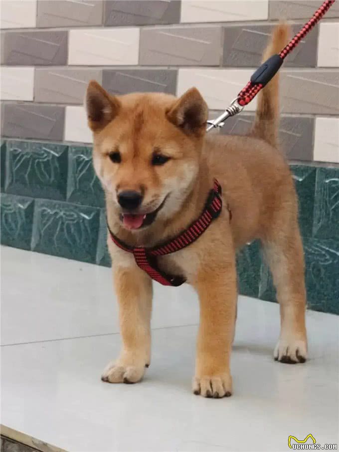 关于八种宠物狗的介绍,你认为最可爱的是哪种?