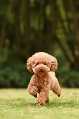 关于八种宠物狗的介绍，你认为最可爱的是哪种?