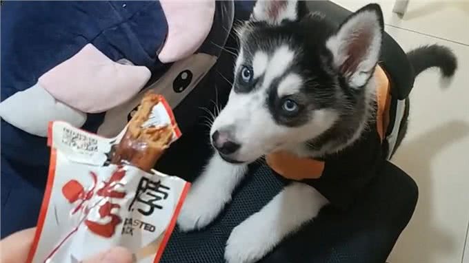 狗这几种毛病，是惯出来的，一定要注意