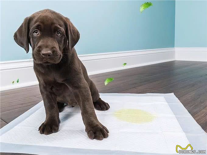 狗这几种毛病，是惯出来的，一定要注意