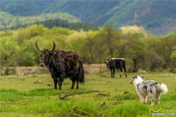 边境牧羊犬，智商第一的聪明狗，你喜欢吗