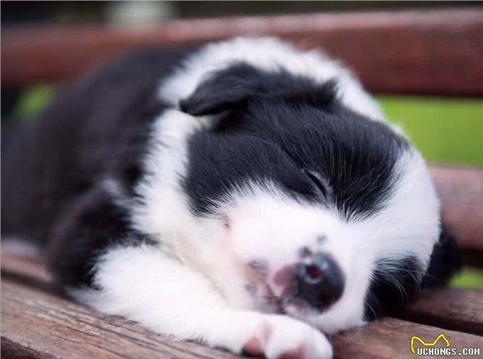 边境牧羊犬，智商第一的聪明狗，你喜欢吗