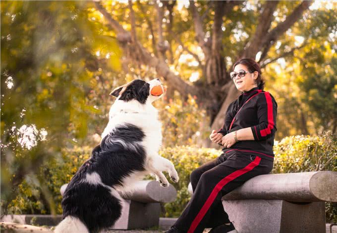 边境牧羊犬，智商第一的聪明狗，你喜欢吗