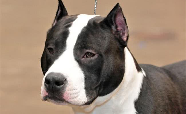 世界十大最称职最勇猛的护卫犬，想要养只狗狗看家护院?就选他们吧!