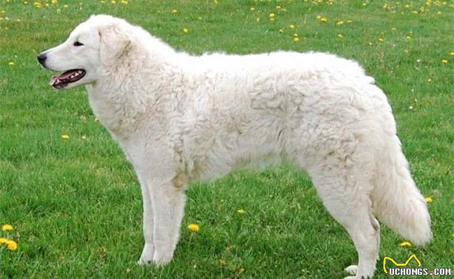 世界十大最称职最勇猛的护卫犬，想要养只狗狗看家护院?就选他们吧!