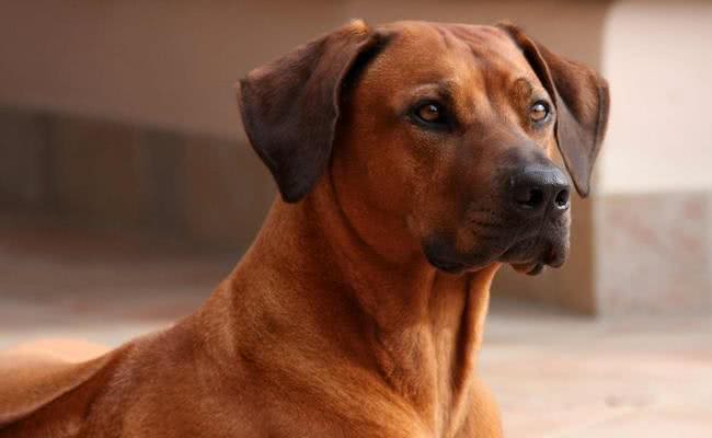 世界十大最称职最勇猛的护卫犬，想要养只狗狗看家护院?就选他们吧!