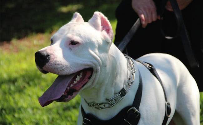 世界十大最称职最勇猛的护卫犬，想要养只狗狗看家护院?就选他们吧!