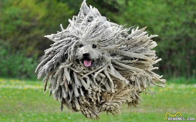 世界十大最称职最勇猛的护卫犬，想要养只狗狗看家护院?就选他们吧!