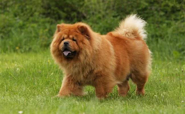 世界十大最称职最勇猛的护卫犬，想要养只狗狗看家护院?就选他们吧!