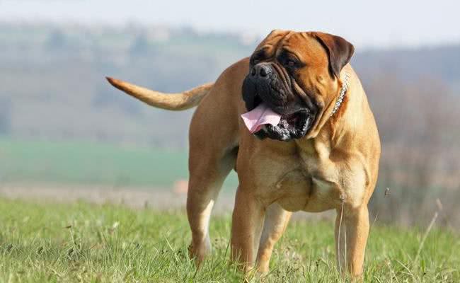 世界十大最称职最勇猛的护卫犬，想要养只狗狗看家护院?就选他们吧!