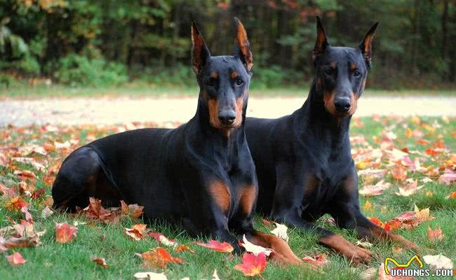 世界十大最称职最勇猛的护卫犬，想要养只狗狗看家护院?就选他们吧!