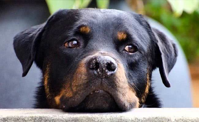 世界十大最称职最勇猛的护卫犬，想要养只狗狗看家护院?就选他们吧!