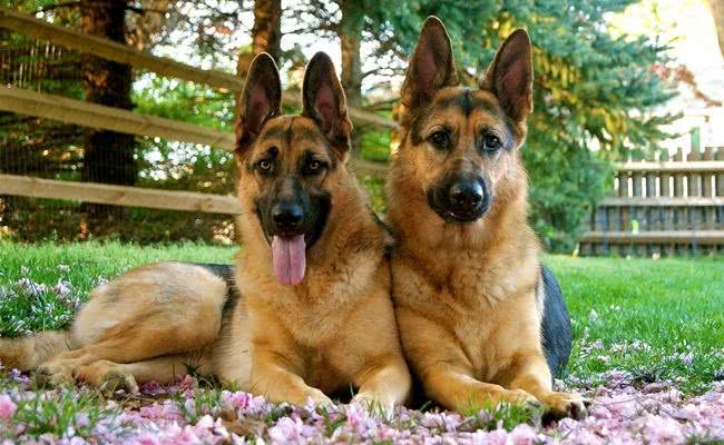 世界十大最称职最勇猛的护卫犬，想要养只狗狗看家护院?就选他们吧!