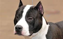 世界十大最称职最勇猛的护卫犬，想要养只狗狗看家护院?就选他们吧!