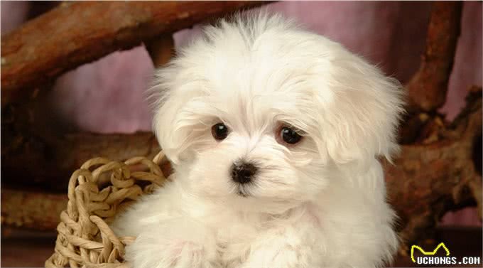 犬瘟热的症状有哪些?如何有效治疗犬瘟热?