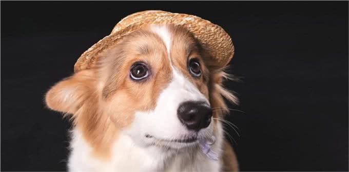 犬瘟热的症状有哪些?如何有效治疗犬瘟热?