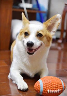 犬瘟热的症状有哪些?如何有效治疗犬瘟热?