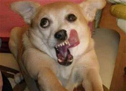 我的狗怎么又吐了?