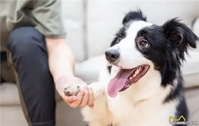 狗狗能听懂自己的名字吗?取名是有学问的