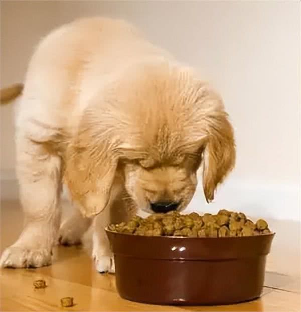 狗狗能听懂自己的名字吗?取名是有学问的