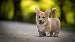 狗狗能听懂自己的名字吗?取名是有学问的