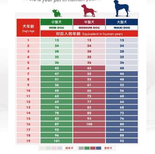 人和狗狗的年龄怎么算?
