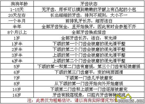 人和狗狗的年龄怎么算?