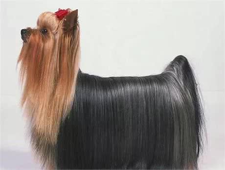 深受贵妇喜欢!约克夏犬不比泰迪差