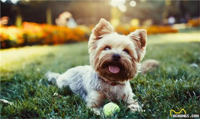 深受贵妇喜欢!约克夏犬不比泰迪差